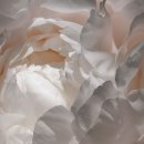 화이트빌리 이미지