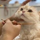 캣살롱코코 네이버블로그