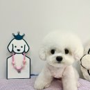 러블리 핑크 강아지 이름표 반려동물인식표 애견이름표 슈바독 강아지목걸이 후기