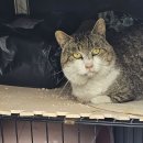 쉼터 마당에서 만난 새로운 묘연 길냥이 몽몽이 이미지