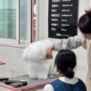 애견미용 이미지