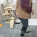 아잉독 애견카페 이미지