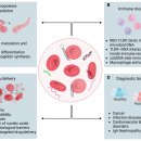 Re: 적혈구세포 면역 보초(immune sentinel) 로 기능 .. 최신 논문 탐구들!! 이미지