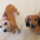 딜리동물병원 이미지