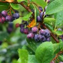 대성농원 이미지