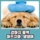 돌봄동물병원(나