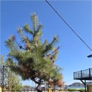 삼대한채 이미지