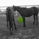 은석목장 이미지