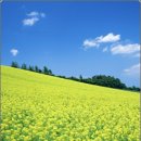 소금&설탕 이미지