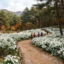 백제가요정읍사오솔길(1코스 산행구간) | 2026 정읍 구절초 꽃축제 총정리｜기간·입장료·주차·개화시기·체험까지 (전북 가을꽃 명소)