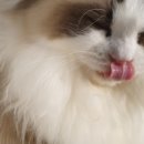 엘름트리 캐터리 이미지