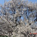 10년 3월 11일 백운산(1218m) 백계산(505.8m) *매화축제 옥룡사지 동백림탐방* 이미지