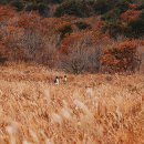 관광 꿈꾸는숲 펜션 이미지