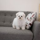 스타덤 펫살롱 이미지