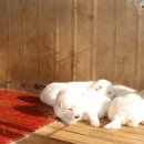 산들 강아지 이미지