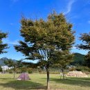 황산공원 이팝나무길주차장11번 | 경남 양산 황산공원 댑싸리 국화축제 주차장 캠핑장 캠크닉 존