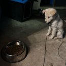 개. 이쁜날 | 인도어 독 사료인데 마당개도 잘 먹는다?｜ANF 식스프리 연어 강아지 사료 기호성·응가 후기