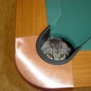 냥이시대 이미지