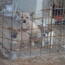 강이랑아지랑 이미지