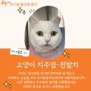 [조이동물의료센터] 고양이 치주염 -전발치