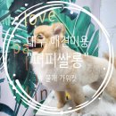 퍼피쌀롱 | 대구 내당동 애견미용은 "퍼피쌀롱"에서 만복이 미용 후기 #만복이의 성장 주간 일기 25회차