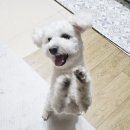 풍미소 - 서구 | 목포 롯데마트 맥스 풍미소 쿠키 간단후기