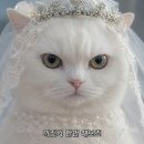 W2. 프라하 웨딩 스냅 팁/후기 :: 마이리얼트립 담다 프라하