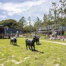 행복한흑염소농장 이미지