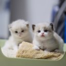 랙돌캐터리 알렉산더돌스 이미지