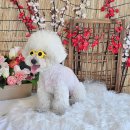 피터펫 카페 안산점 이미지