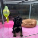 이츠펫 온양점 이미지