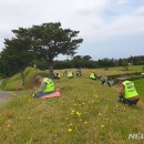 제주민들레 이미지