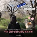강물소리식당 | 합정 벚꽃 실시간 후기 | 희우정로 터널부터 망원한강공원 포토존까지 벚꽃 데이트 코스 완벽 가이드
