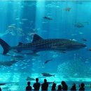 77수족관 이미지