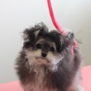 블레스펫 살롱 이미지