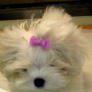 다솜켄넬 이미지