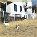 멍멍이천국 이미지