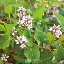 나무와창
