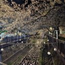 진해 웅산 벚꽃 산행 (토요무박) 이미지