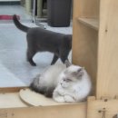 야옹아 놀자 경주점 이미지