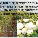 연자연 이미지