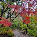 10월24일(토) 설악 / 점봉산 ~ 곰배령 "천상의 화원" 가을을 담으려 갑니다. 이미지