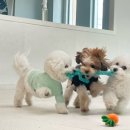 딩동댕독 이미지