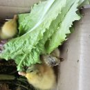 온세미로 이미지