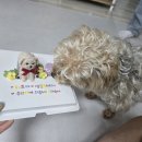 개빵뜯어먹는소리 네이버블로그