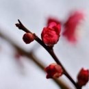 비로소 봄 이미지