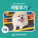 웰케어동물건강검진센터·동물한방재활센터 | 웰케어 동물한방재활센터 도담 보호자님의 후기