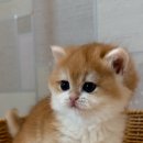 탑브리더