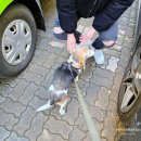 향기롭개 이미지