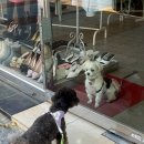 디딤동물병원 이미지